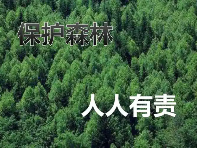 保护森林ppt课件
