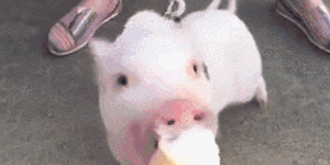 猪卖萌萌宠可爱动物gif动图_动态图_表情包下载_soogif