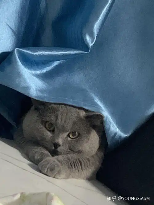 67四只蓝虎斑一只小蓝猫1684