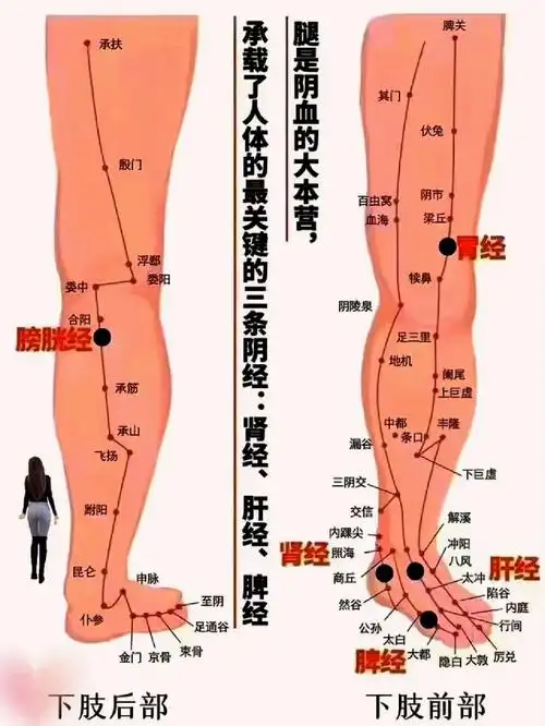 腿部三条经络,以及穴位详细图谱!