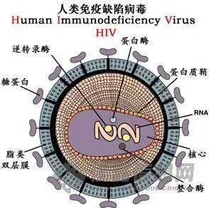 【分享】艾滋病的传播与预防一,病毒与传染_物理知识仪器社区_仪器