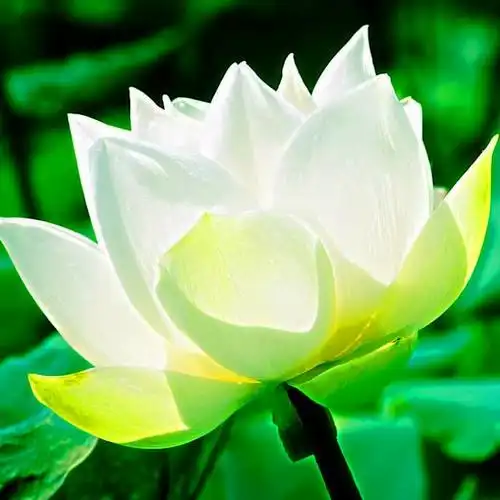 佛系图片头像禅意荷花 独一无二的佛系莲花图片微信头像_微信头像_头