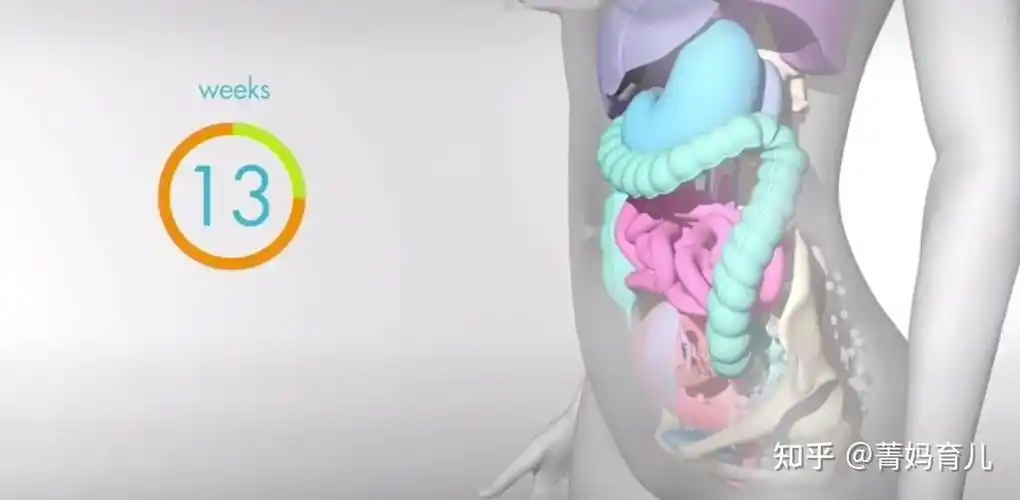 怀孕之后,胎儿把妈妈的内脏挤到哪去了?十张高清图带你了解