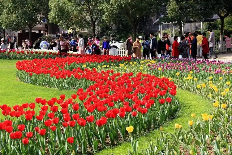 马鞍池公园郁金香花展4