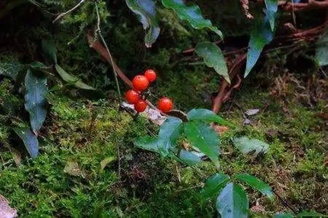 高烧惊厥,不明原因的高热),各种水肿(各种炎性水肿,蛇伤)有独特的疗效