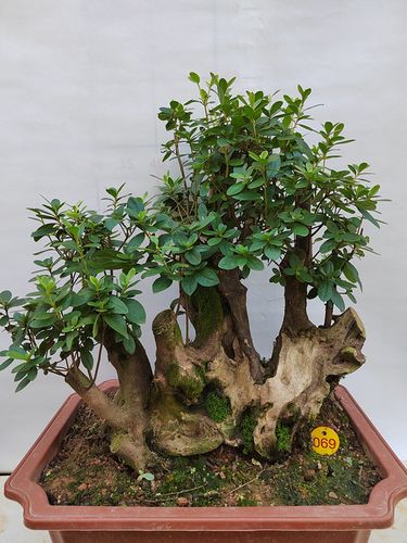 精品杜鹃花小老桩树桩盆景映山红熟桩室内防辐射阳台绿植花卉包邮