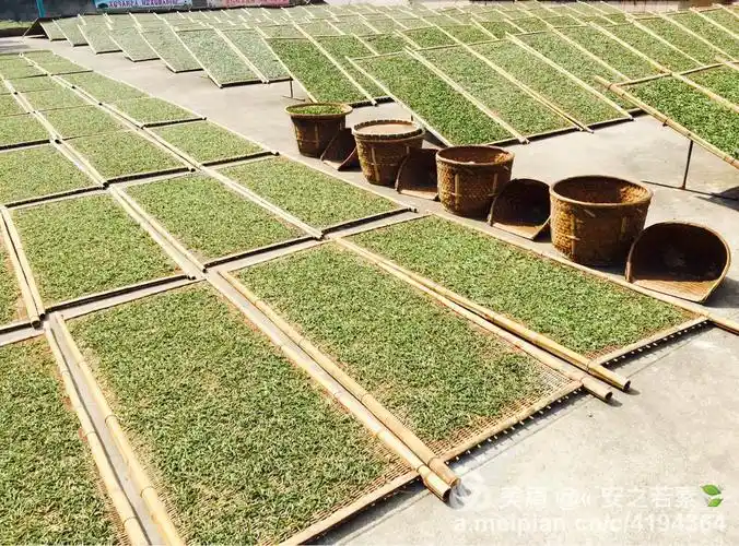 舌尖上的福鼎白茶