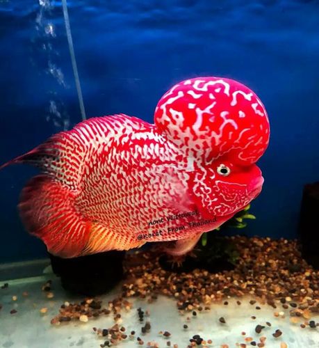 起头罗汉鱼高端鸿运当头红马观赏鱼招财德萨火凤凰鱼