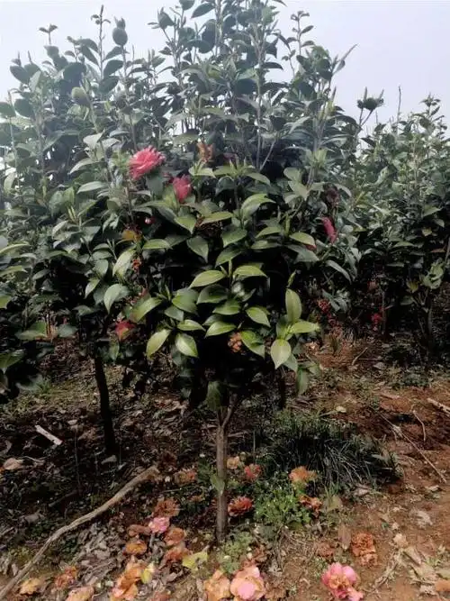 茶花小苗基地34公分茶花价格多少钱一棵