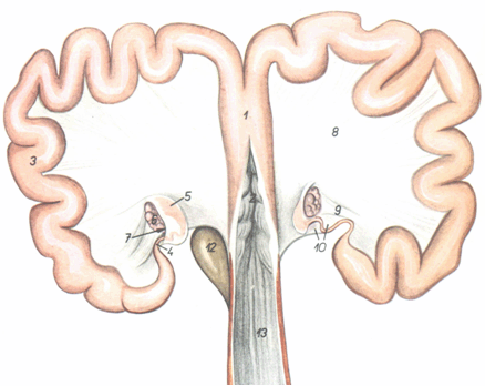 犬子宫特征 ·v字型 ·子宫角长 ·子宫体短