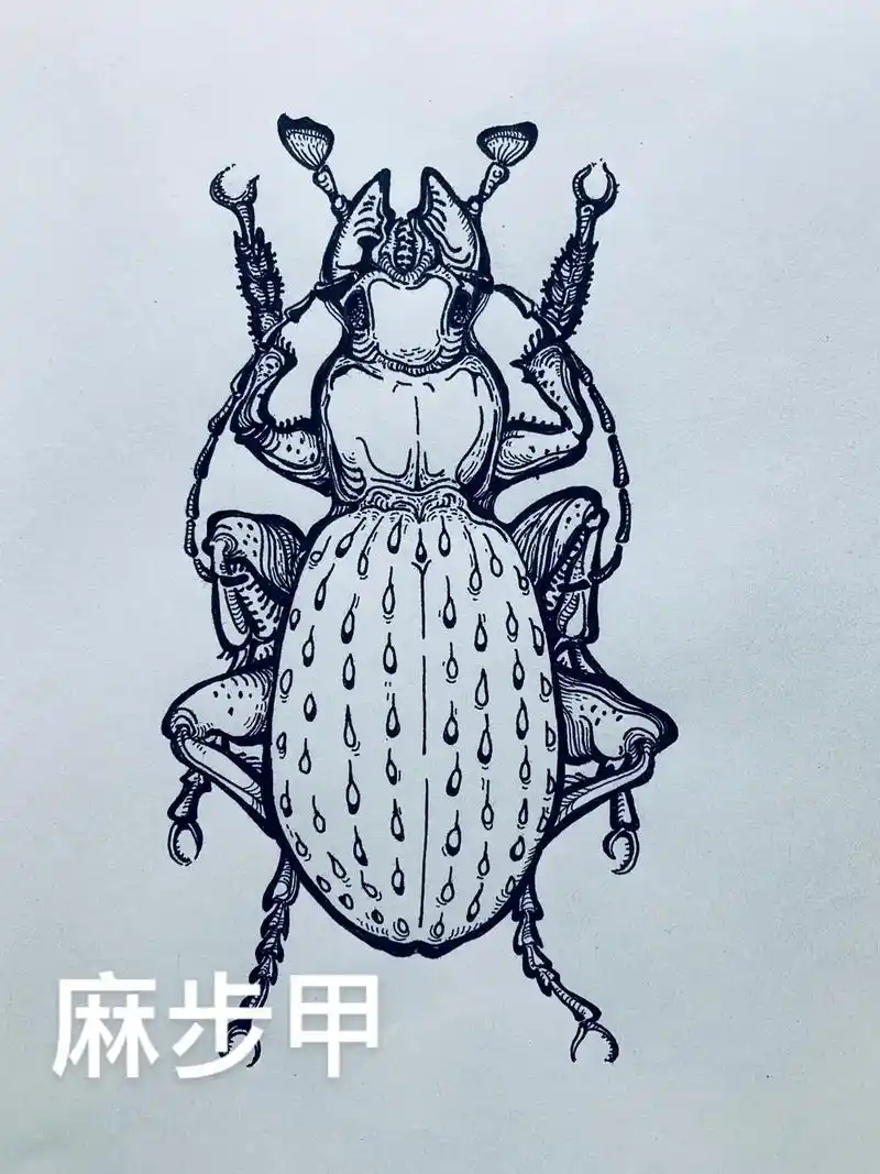 钢笔画 #黑白画 #线条画 #手绘甲虫:麻步甲.夏天孩子在 - 抖音