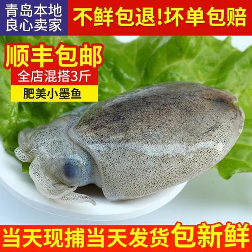 小墨鱼仔鲜活 新鲜墨斗鱼野生小乌贼鱼冷冻墨鱼仔鱿鱼仔墨斗鱼
