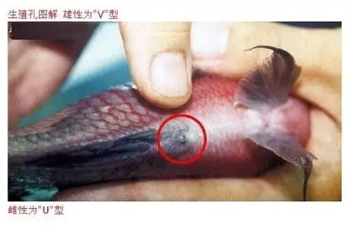 罗汉鱼公母求分辨