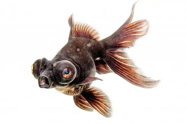 金鱼养殖业者的标准就是要五花八门千奇百怪