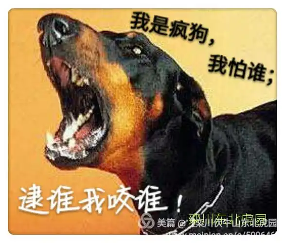 【躲开那条疯狗】忍一时风平浪静,退一步海阔天空