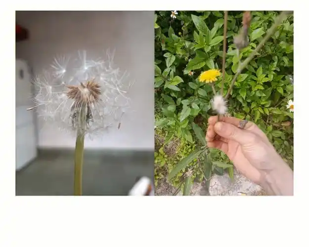 笔记灵感  田里的真假蒲公英,左还是右?