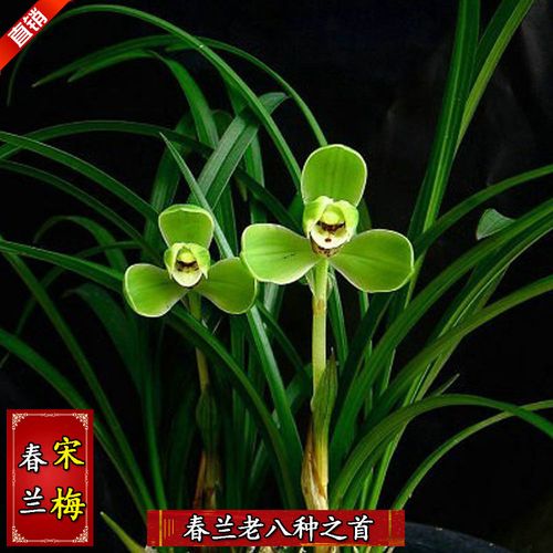 兰花 宋梅 春兰老八种 万字 集圆 汪字 盆栽 室内 阳台 花卉 绿植