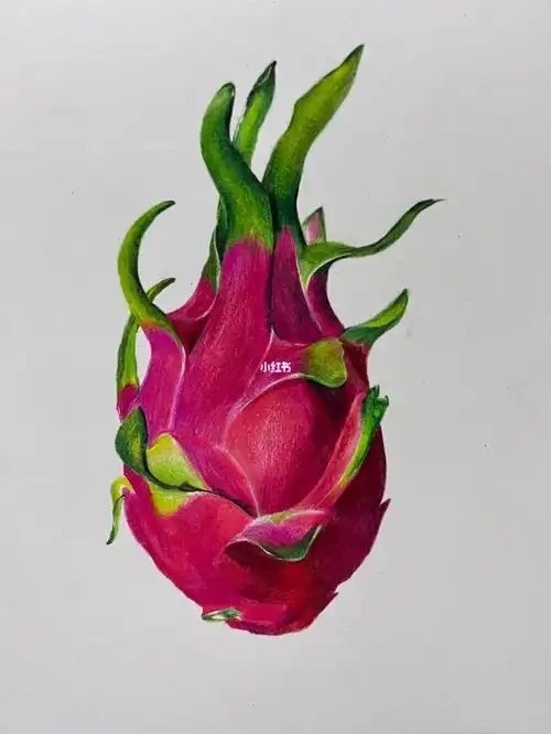 彩铅临摹火龙果