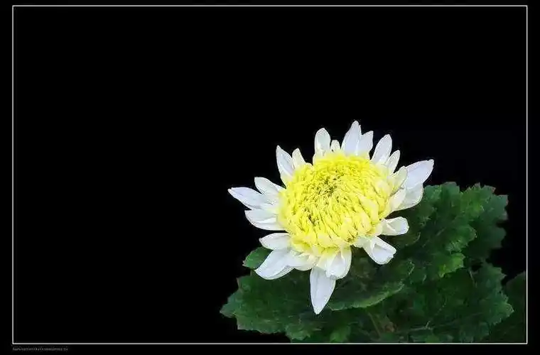 深切怀念的意思-图片大观-奇异网