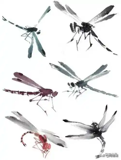 书画联盟丨国画教程:蜻蜓画法