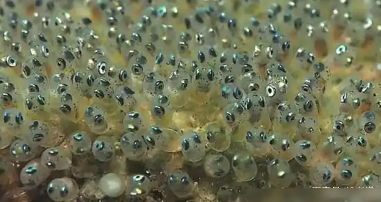 钓鱼人看着都痛心,河道清理水草,密密麻麻的鱼卵也一同被清理