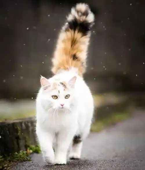 拥有美丽大尾巴的猫真的太帅气了!
