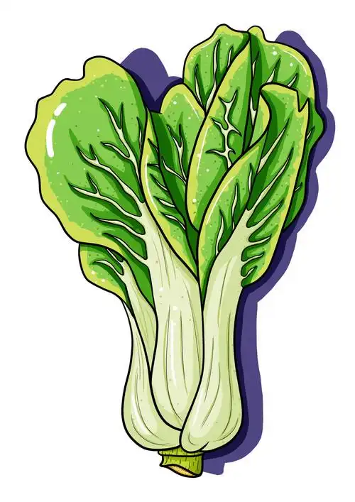 一颗可爱的小白菜