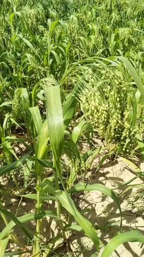 黍子.一年生草本植物.碾成米叫黄米,性黏,可酿酒.