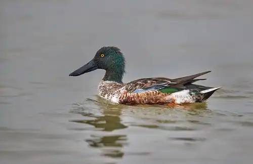 八种野鸭,请观赏