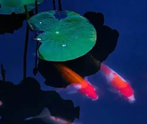 【赛事】第五届(2017年)"荷花摄影年度赛" 奖项公布