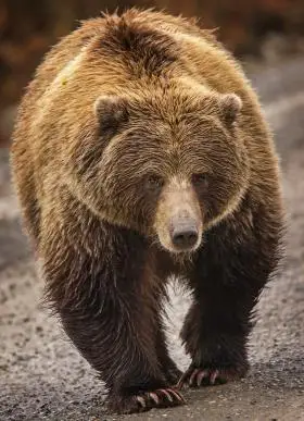 熊图片大全共650张第8页