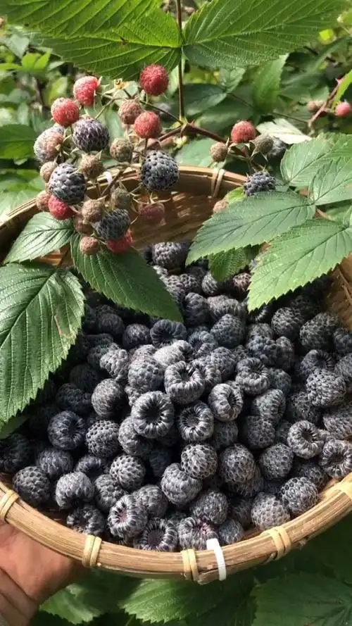 野生黑刺莓广西壮乡的特色水果#百万视友赐神评