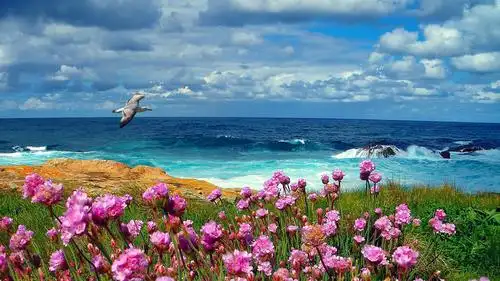 唯美花海意境美图片,花海,小清新,高清壁纸,桌面图片-壁纸族