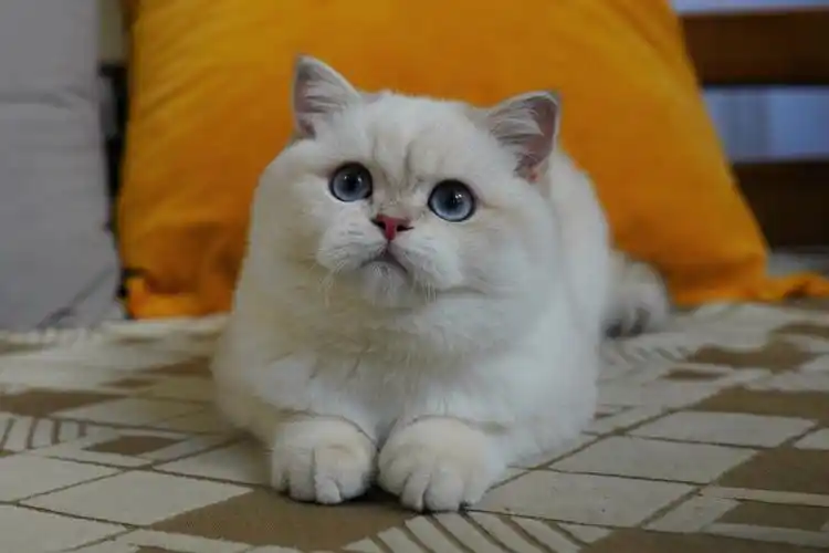 我家宠物好可爱  #我的萌宠  #北京猫咪找新家  #英短蓝金渐层