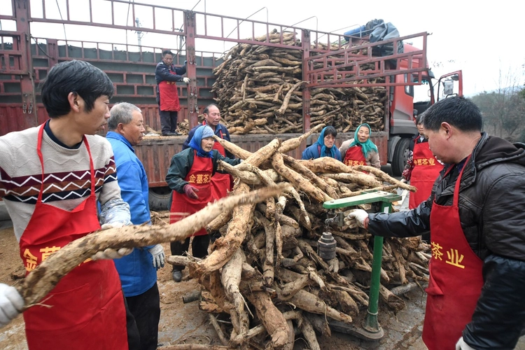 又到葛根收购时节,市金葛茶业有限公司正忙着收购各地农民送来的葛根