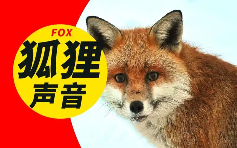 动物声音:狐狸叫声音效图片