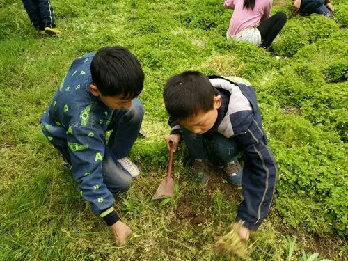 董村镇高庄小学除草大行动