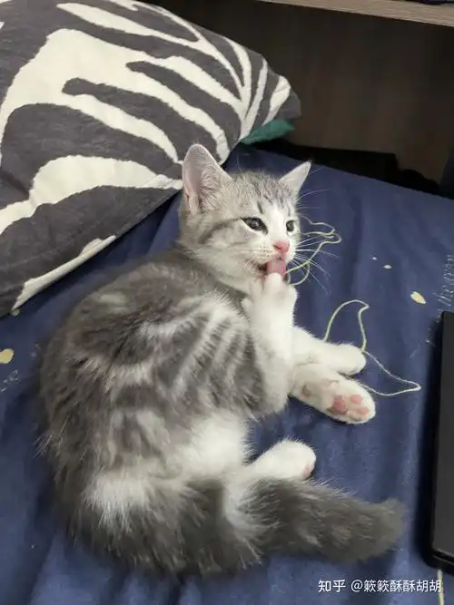 布偶串美短孩子长大啥样呢?