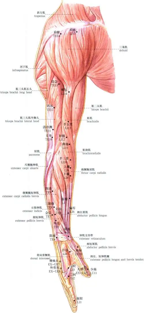 上肢的肌肉与腧穴 (侧面)-人体腧穴解剖图谱-医学