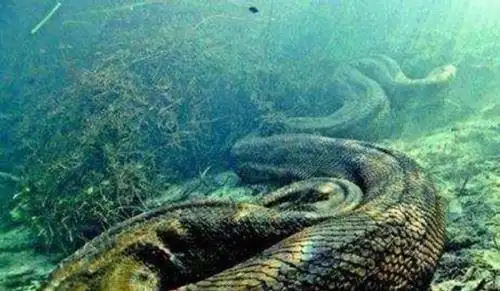 贵州挖出4吨大蛇一口将小孩给吞进去科学揭秘