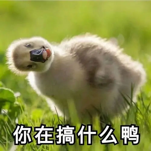 一个人也要坚强鸭