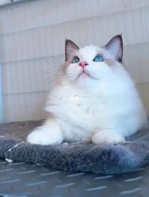 布偶猫品相鉴别