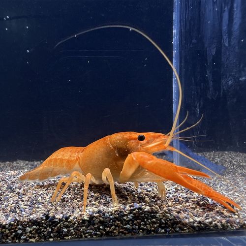 观赏虾水族淡水宠物佛蓝白橘鳌虾活体宠物龙纹鳌虾淡水小龙虾 蓝鳌虾1