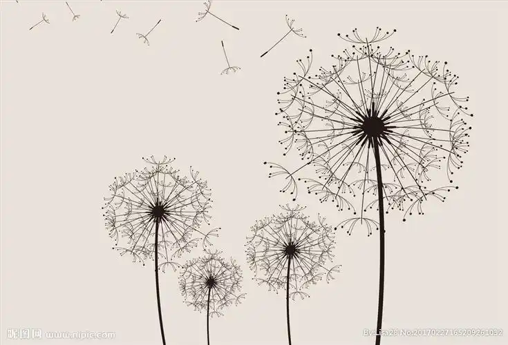 手绘黑白蒲公英背景图片