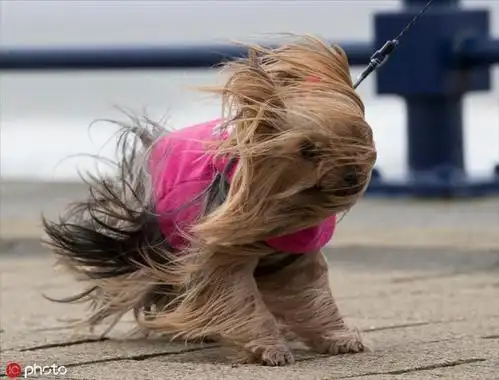 "风好大,我太难了" 狂风中凌乱的小动物被虐成表情包