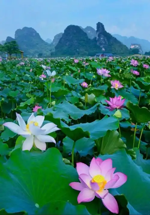 荷特别的你住独一无二的疍家船屋