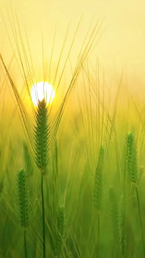 嫩绿的麦穗h5背景