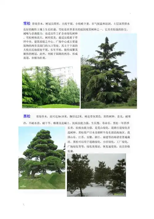 北方常用园林常绿树种介绍