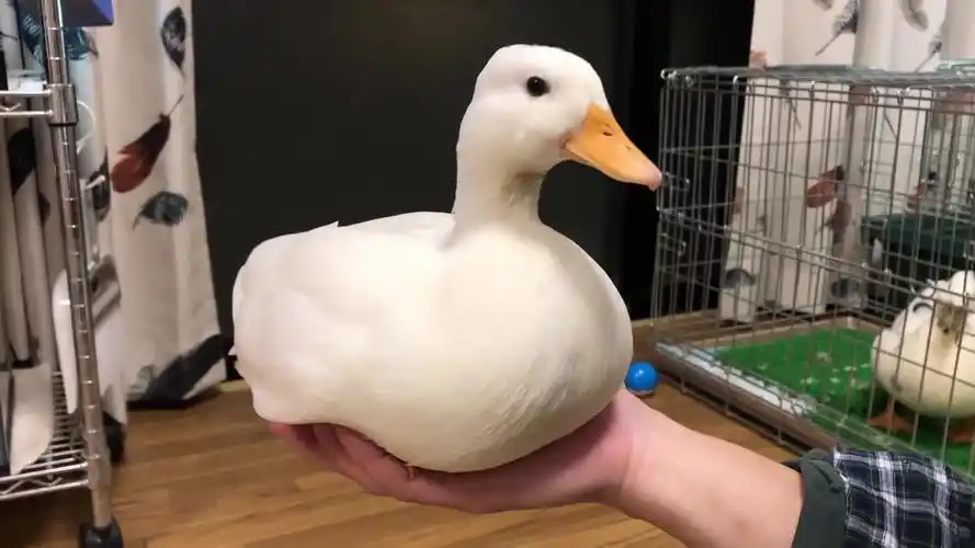 99 次播放视频剪辑宠物搞笑视频搞笑宠物猫相关推荐 4:16可爱的宠物鸭