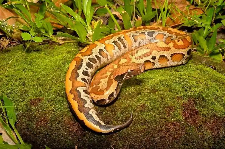 婆罗洲血蟒python breitensteini - 蟒蛇科普